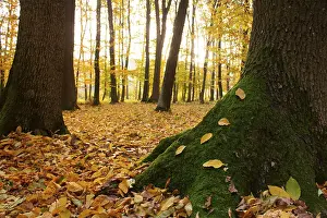 Green moss on a tree with yellow leaves in the autumn forest