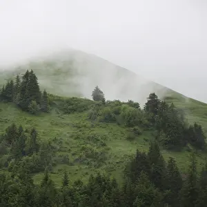 Green mountain meadow and trees seen from Planalp