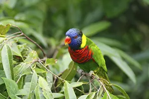 Green-naped Lory (Trichoglossus haematodus haematodus)
