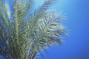 Green palm leaves spread across a vibrant blue sky