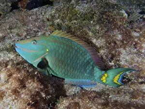Green parrotfish (Sparisoma viride) resting on the seabed at night