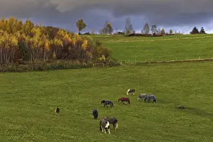 Green pasture with grazing horses under dramatic sky and autumnal trees in the background