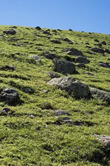 Green pasture in mountains during summer as nature background