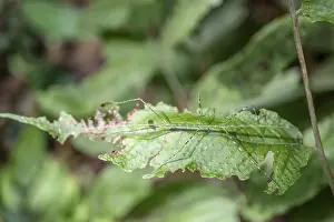 Green patterned ghost insect (Phasmatodea) camouflaging itself on a leaf
