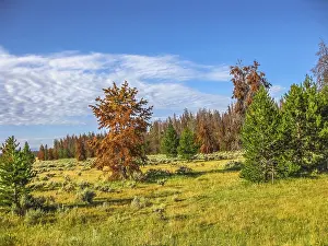 The green pine trees of Colorado in the United States are becoming red