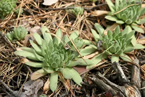 Green plant growing in the coniferous forest close-up photo