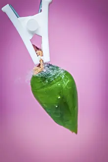 A green pupa of the tropical butterfly over pink background