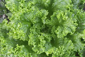 Green and purple curly lettuce leaves in the organic garden