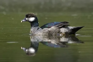 Green Pygmy Goose (Nettapus pulchellus) male