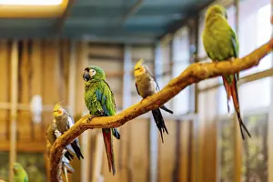 Green and red Psittacidae of macaws parrot family