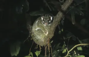 Green Ringtail Possum (Pseudocheirus archeri) sitting on branch