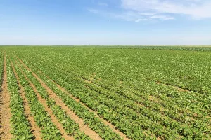 Green ripening soybean field. Rows of green soybeans