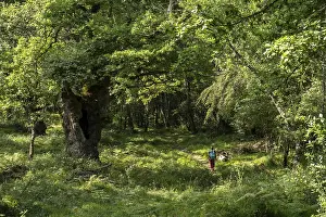 Green route, forest of the Centennial Oaks