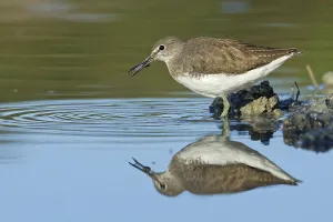 Green Sandpiper (Tringa ochropus) foraging