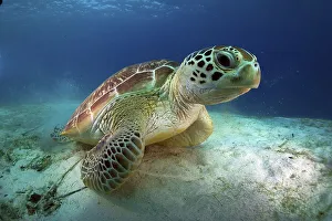 Green Sea Turtle (Chelonia mydas)
