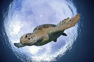 Green Sea Turtle (Chelonia mydas) while descending