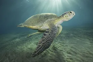 Green Sea Turtle (Chelonia mydas) with Live sharksucker (Echeneis naucrates) swim in the blue water