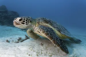 Green sea turtle (Chelonia mydas) on sandy seabed