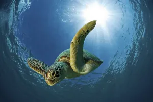 Green sea turtle or Green turtle (Chelonia mydas) diving