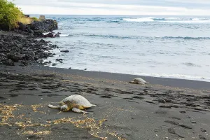 Two green sea turtles resting on a volcanic black sand beach