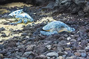 Three green sea turtles resting on a volcanic black sand beach in Hawaii
