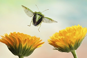 Green shield bug (Palomena prasina)