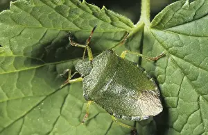 Green Shield Bug (Palomena prasina)
