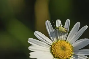 Green shield bug (Palomena prasina)