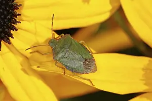 Green shield bug (Palomena prasina)