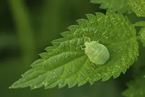 Green shield bug (Palomena prasina)