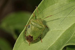 Green shield bug (Palomena prasina) on a leaf