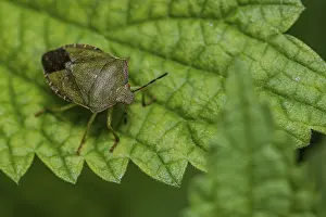A Green shield bug (Palomena prasina) is on a leaf in a garden