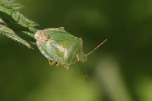 Green shield bug (Palomena prasina) on a leaf tip