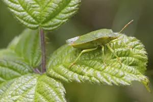 Green Shield bug (Palomena prasina) perched on a leaf