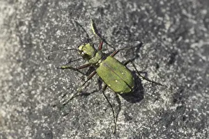 Green Tiger Beetle (Cicindela campestris)