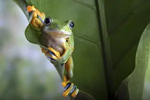 Green tree flying frog (Rhacophorus reinwarditii) on a leaf