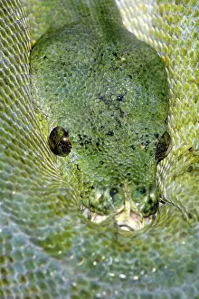 Green Tree Pythons (Morelia viridis)