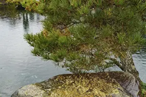 Green tree and rocks at a pond in a Japanese garden