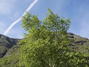 Two green trees in front of a blue sky and a forested mountain