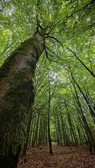 Green trees in a quiet forest, Frankenwald