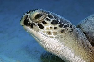 Green turtle (Chelonia mydas) also