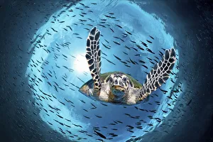 Green turtle (Chelonia mydas) diving under