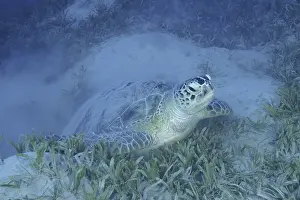 Green turtle (Chelonia mydas) lies quietly in the underwater grass of the ocean