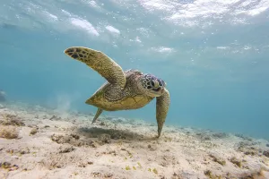 Green turtle (Chelonia mydas), underwater