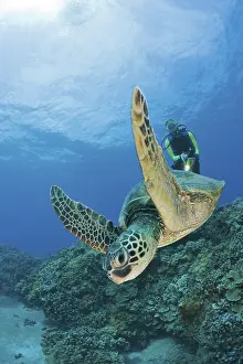 Green turtle and diver, Chelonia mydas