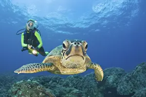Green turtle and diver, Chelonia mydas