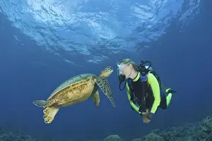 Green turtle and diver, Chelonia mydas