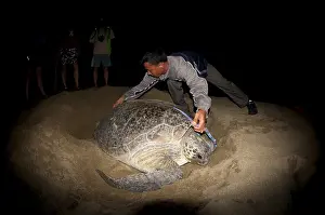 Green Turtle, Green Turtle, Green Turtle