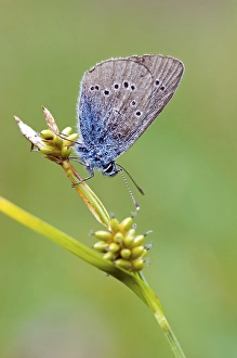 Green-Underside Blue (Glaucopsyche alexis)