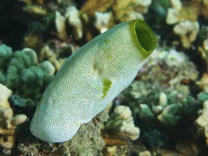 Category Wildlife DE Prints: Green Urn Sea Squirt (Didemnum molle) with dotted pattern in a coral reef